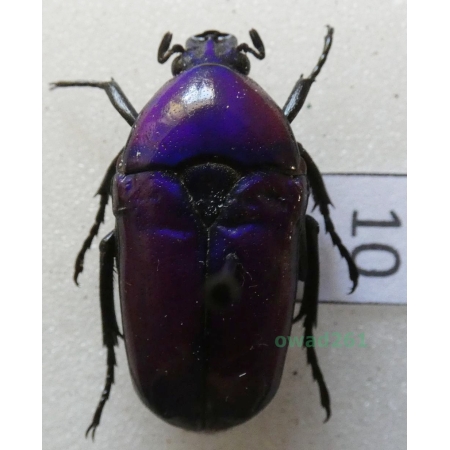 Chlorocala africana oertzeni Kolbe, 1895 ex. ovo Tanzania10